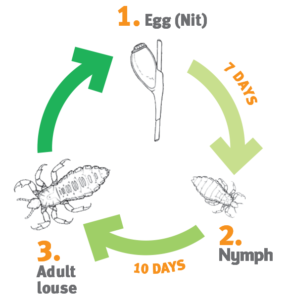 Head lice cycle